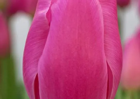 Тюльпан триумф Pink Twist (TT) 12/+, Луковицы, 500 шт.