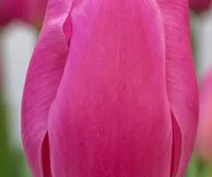 Тюльпан триумф Pink Twist (TT) 12/+, Луковицы, 500 шт.