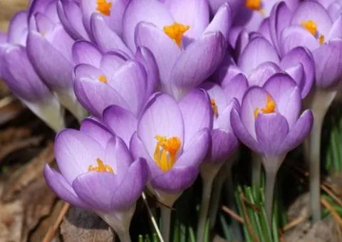 Крокус ботанический Barr's Purple 5/7, Бульбы и луковицы, 100 шт.