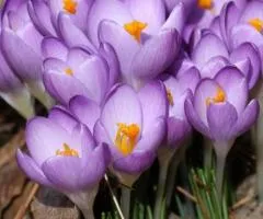 Крокус ботанический Barr's Purple 5/7, Бульбы и луковицы, 100 шт.