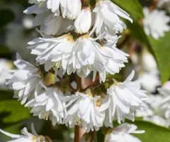 Дейция шершавая Plena (Plena) (контейнер 2.0 л), Саженцы растений, 6 шт.