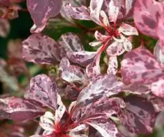 Барбарис Тунберга Rose Glow (контейнер 0.5 л), Саженцы растений, 10 шт.