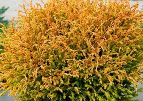 Туя Golden Tuffet (контейнер 2 л), Хвойные растения, 4 шт.