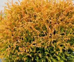 Туя Golden Tuffet (контейнер 2 л), Хвойные растения, 4 шт.
