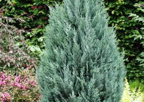 Кипарисовик Columnaris (контейнер 0.5 л), Хвойные растения, 10 шт.