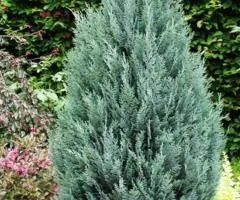 Кипарисовик Columnaris (контейнер 0.5 л), Хвойные растения, 10 шт.