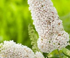 Буддлея Давида Nanho White (контейнер 0.5 л), Саженцы растений, 10 шт.