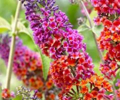 Буддлея Вейера Flower Power (контейнер 0.5 л), Саженцы растений, 10 шт.