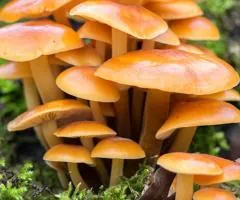 Опеньок зимовий 50 г (міцелій грибів), Насіння, 10 шт.
