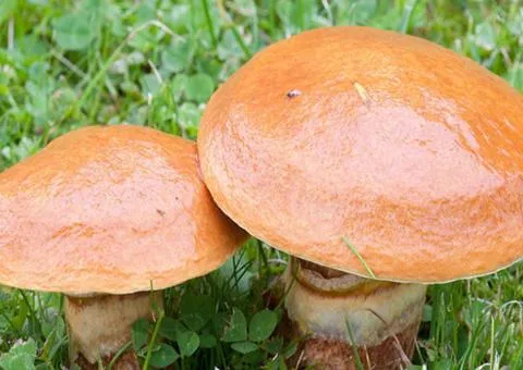 Маслята звичайні 50 г (міцелій грибів), Насіння, 10 шт.