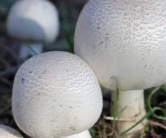 Печериця двоспорова 50 г (міцелій грибів), Насіння, 10 шт.