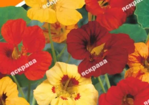 Настурцiя Низькоросла суміш 10 г, Насіння квітів, 10 шт.