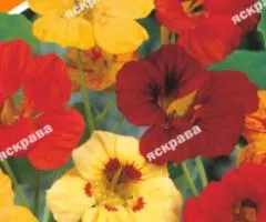 Настурцiя Низькоросла суміш 10 г, Насіння квітів, 10 шт.
