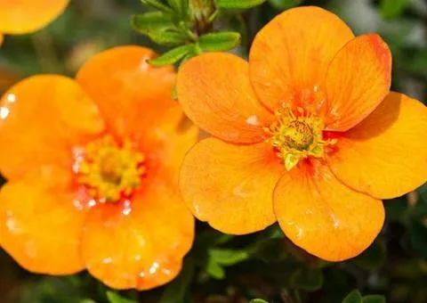 Перстач Orange Star (контейнер 2 л), Саженцы растений, 4 шт.