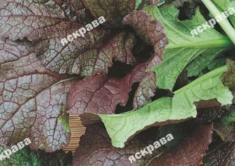 Гірчиця листова Червоний гігант 1 г, Насіння, 20 шт.