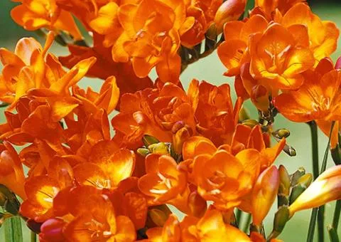 Фрезия махровая Orange, Луковицы и клубни, 100 шт.