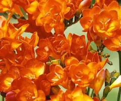 Фрезия махровая Orange, Луковицы и клубни, 100 шт.