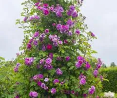 Роза плетистая Violette Parfume (класс AA), Саженцы, 6 шт.