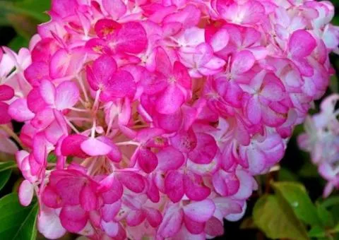 Гортензия Sundae Fraise (метельчатая) (контейнер 2 л), Саженцы растений, 4 шт.