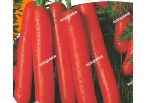 Carrot Perfection 15 g, Vegetable Seeds, 10 pcs