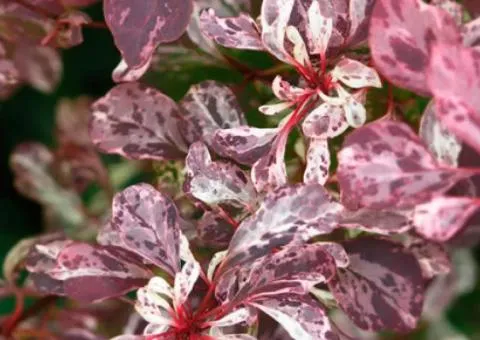 Барбарис Тунберга Rose Glow (контейнер 2 л), Саженцы растений, 4 шт.