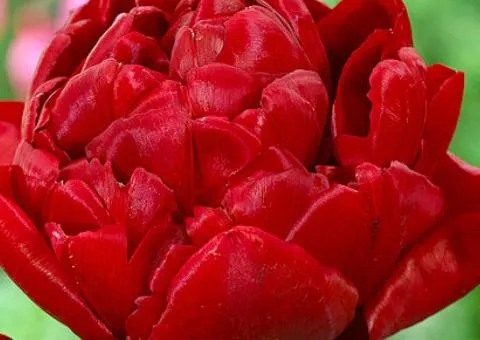 Tulip Double-flowered Salcido 10/11, Bulbs and Tubers, 30 pcs