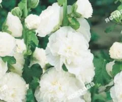 Мальва махрова Біла 0.2 г, Насіння квітів, 20 шт.