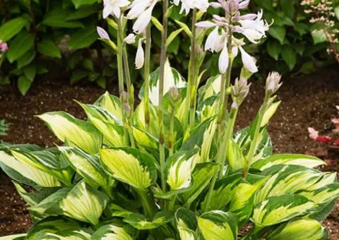 Hosta Colored Hulk, Perennial Rhizomes, 5 pcs.
