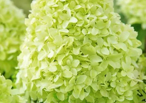 Hydrangea Pandora paniculata (0.5 L container), Plant seedlings, 10 pcs.