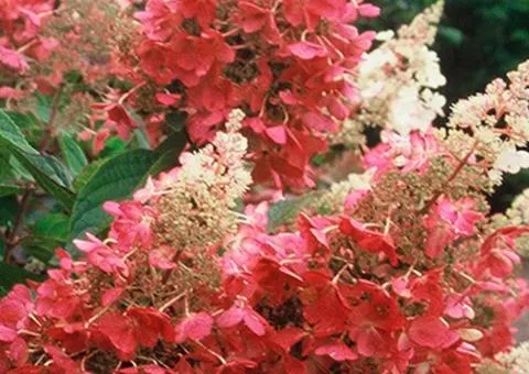 Hydrangea Pinky Winky (paniculata) (2 L container), Plant seedlings, 4 pcs.
