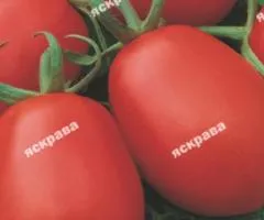 Томат Искорка 2 г, Семена овощей, 10 шт.
