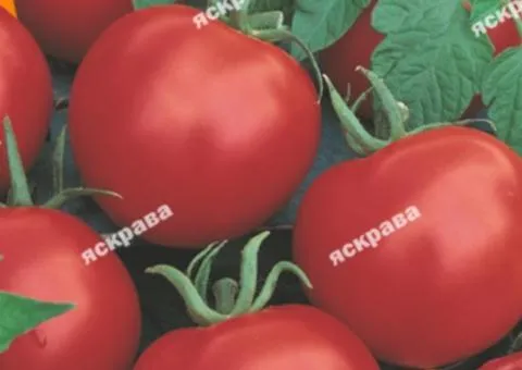 Томат Ляна 2 г, Семена овощных, 10 шт.