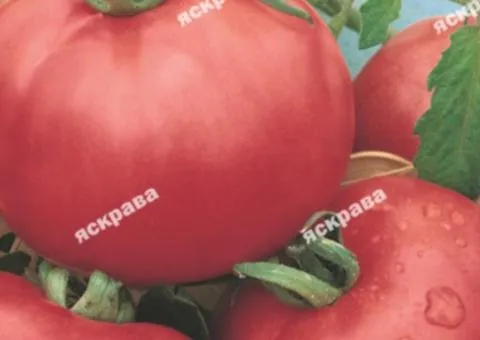 Tomato Mikado (pink) 2 g, Vegetable seeds, 10 pcs.