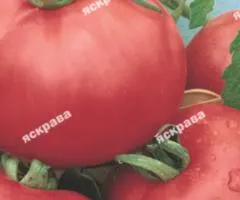 Томат Микадо (розовый) 2 г, Семена овощей, 10 шт.