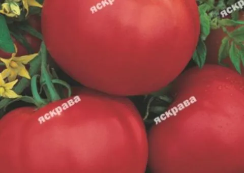 Томат Санька пакет гигант 2 г, Семена овощей, 10 шт.