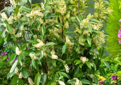 Laurel cherry 'Herbergii' (2 L container), Plant seedlings, 4 pcs.
