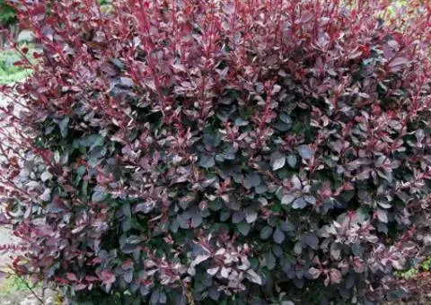 Barberry Ottawsky Auricoma (2 L container), Plant seedlings, 4 pcs.