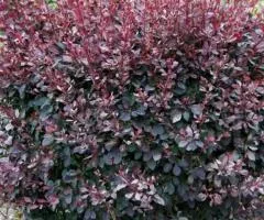 Barberry Ottawsky Auricoma (2 L container), Plant seedlings, 4 pcs.