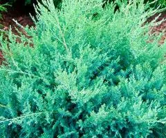 Juniperus sabina 'Glauca' (0.5 L container), Coniferous plants, 10 pcs