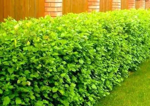 Physocarpus opulifolius 'Tilden Park' (2 L container), Plant seedlings, 4 pcs