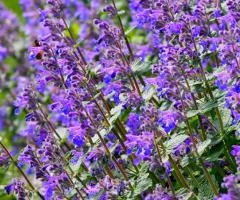 Catmint (Catnip) Nepeta faassenii Six Hills Giant (0.5 L pot), Plant seedlings, 10 pcs.