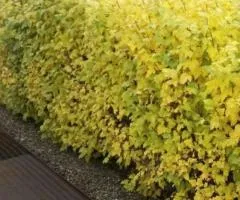 Physocarpus opulifolius 'Dart's Gold' (2 L container), Plant seedlings, 4 pcs
