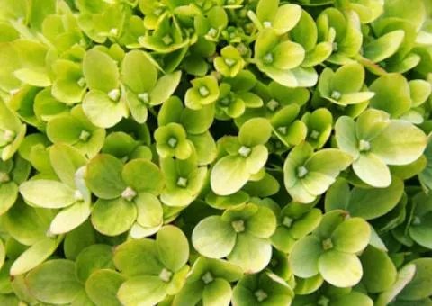 Hydrangea Little Lime (paniculata) (container 0.5 L), Plant seedlings, 10 pcs