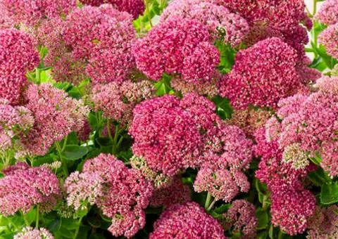 Sedum 'Herbstfreude' (container 0.8 L), Plant seedlings, 5 pcs.