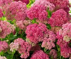 Sedum 'Herbstfreude' (container 0.8 L), Plant seedlings, 5 pcs.