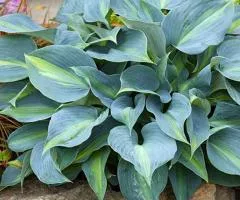 Hosta 'Catherine' (0.5 L container), Perennial rhizomes, 5 pcs.