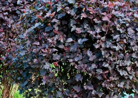 Physocarpus opulifolius 'Diablo' (2 L container), Plant seedlings, 4 pcs.