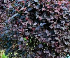 Physocarpus opulifolius 'Diablo' (2 L container), Plant seedlings, 4 pcs.