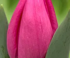 Tulip Triumph Lincoln (TT) 12/+, Bulbs, 500 pcs.