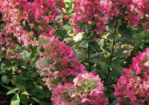 Hydrangea Magical Fire (panicle) (2 L container), Plant seedlings, 4 pcs.